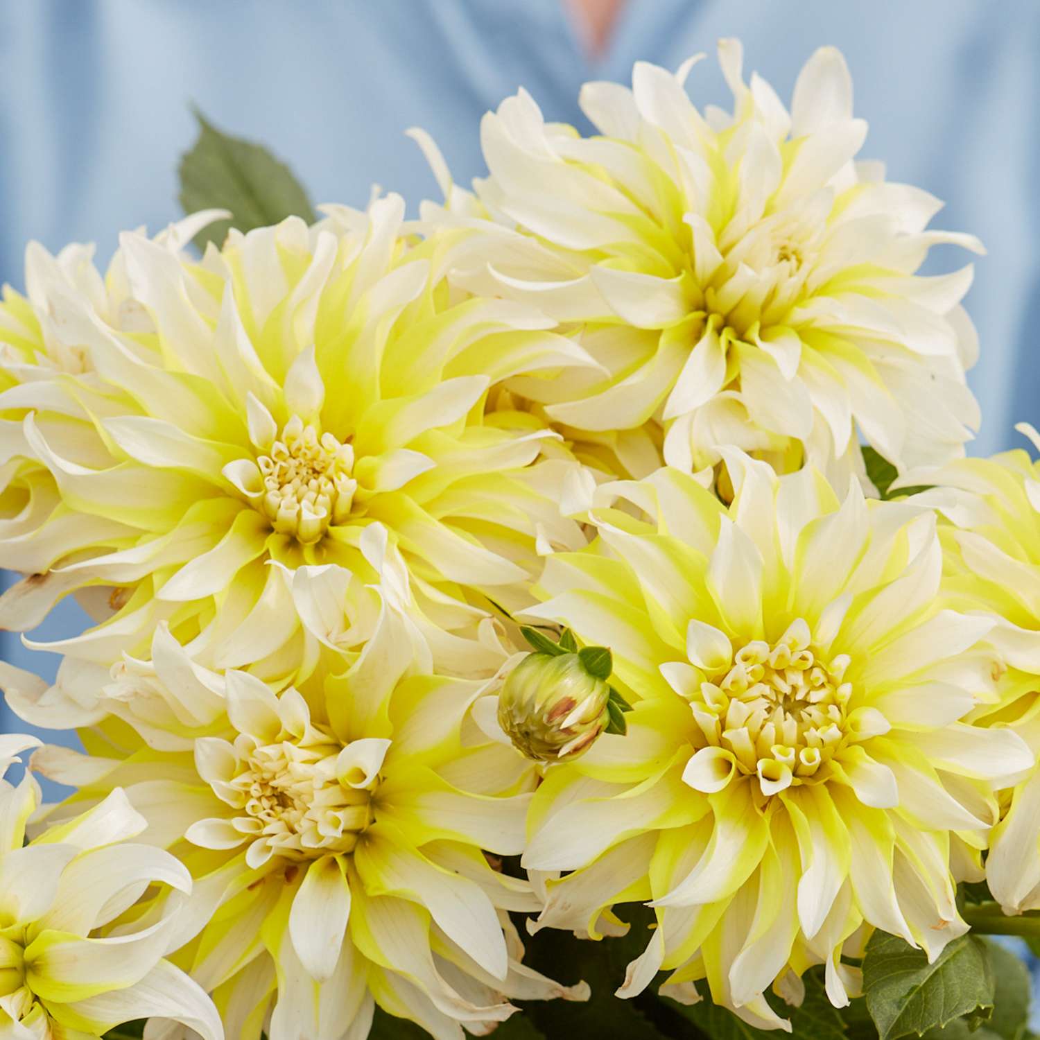 Daalia 'Calgary Flames'